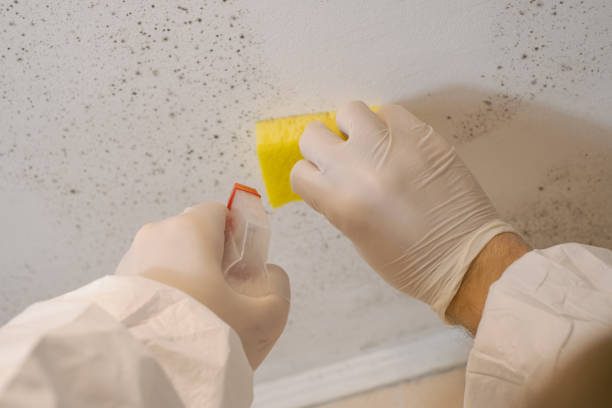 Best Air Quality Testing for Mold Spores  in Brentwood, MD